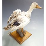 Taxidermy study of a Mallard Call duck raised on faux pebble and oak base, H39cm