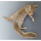 Taxidermy study of a squirrel with an acorn in its mouth, with wire hanging facility, L37cm