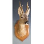 Taxidermy study of a mounted Roe deer head, H56cm