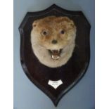 Taxidermy otter mask mounted on a wooden plaque, Talisker 1968 to ivorine label, H38cm