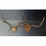 Two deer antler mounts, one dated 1908 shot by Miss E Lambert 13st 8lb, the other probably a