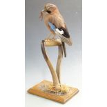 Taxidermy study of a jay with worm standing on a spade handle, H43cm