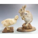 Two taxidermy studies, a duckling and a rabbit, tallest 28cm