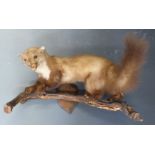 Taxidermy study of a pine marten mounted on a naturalistic branch with hanging oak plaque, L50 x