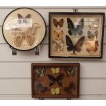 Three framed and glazed taxidermy studies of butterflies, largest 25 x 32cm