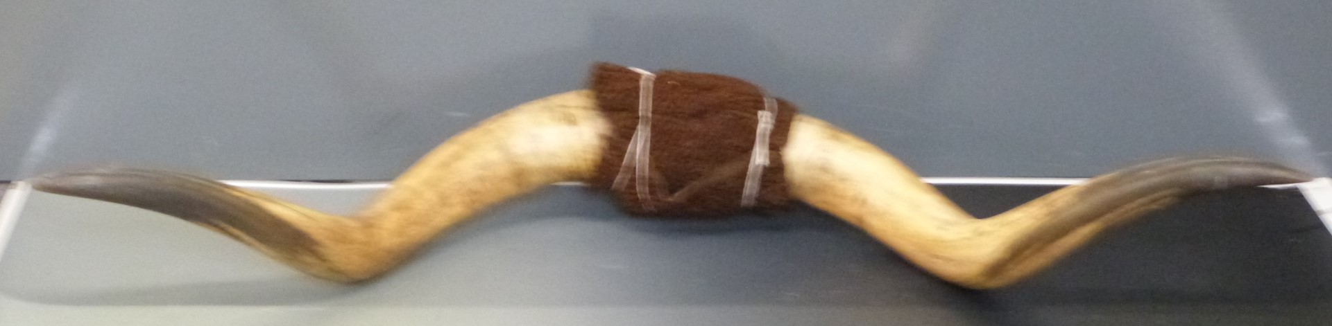 A pair of taxidermy American buffalo horns, width 145cm