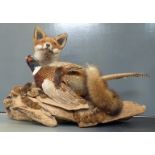 Taxidermy study of a fox with pheasant on moss covered log, W88 x D30 x H5.7cm