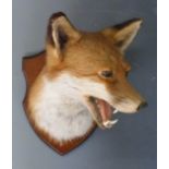 Taxidermy study of a fox mask mounted on wooden plaque, script verso 'Barry Williams, taxidermist,