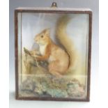 Victorian taxidermy study of a red squirrel in glazed case, W18 xD13 x H34