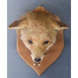 Taxidermy study of a fox mask mounted on a wooden shield, H29cm