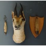 Taxidermy study of an antelope with two slots, possibly unrelated, H40cm