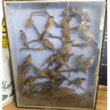 Victorian taxidermy study of British birds including finches, linnets, thrush, starling etc, in