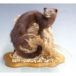 Taxidermy study of a mink raised on a tree stump and oak base, H 29cm
