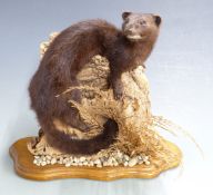 Taxidermy study of a mink raised on a tree stump and oak base, H 29cm