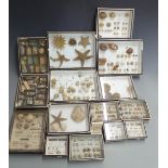 Taxidermy / Natural History interest a large collection of mounted and cased sea shells, anemones,