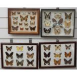 Four framed and glazed taxidermy studies of butterflies, British examples include Swallowtail, Essex