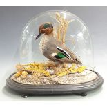 Taxidermy study of a Teal raised on naturalistic oval base under a glass dome, W45 x D25 x H40cm