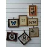 A collection of framed and glazed taxidermy studies of butterflies, largest 25 x 19cm