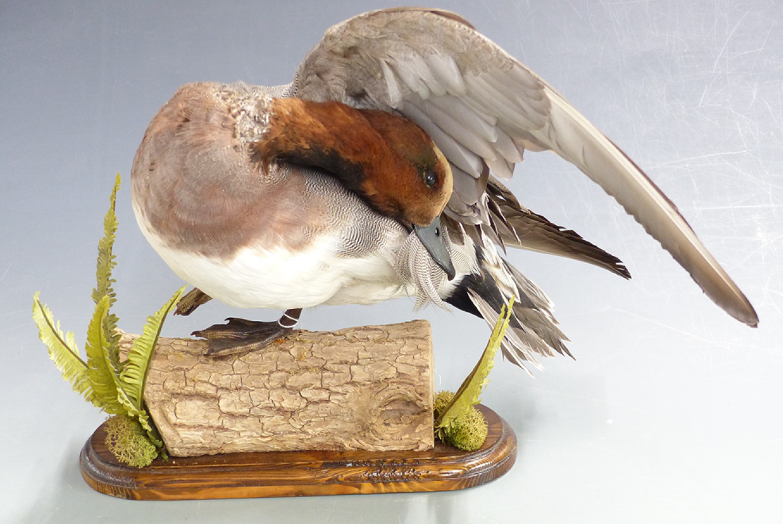 Taxidermy study of a Widgeon duck raised on a log with two ferns, H27cm