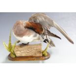 Taxidermy study of a Widgeon duck raised on a log with two ferns, H27cm