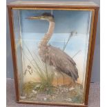 Taxidermy study of a heron, in glazed case W60 x D25 x H82cm