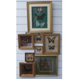 A collection of framed and glazed taxidermy studies of butterflies, largest 40 x 32cm