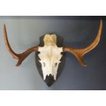 Taxidermy study of an elk skull and antlers mounted on a wooden plaque, script verso 'Shot by