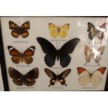 Three framed and glazed taxidermy studies of butterflies, largest 25 x 32cm