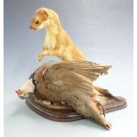Taxidermy study of a stoat and partridge on wooden base, H26cm