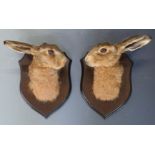 Taxidermy study of a pair of hare masks, mounted on wooden plaques, H28cm