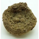 Fossilised birds nest with three eggs, diameter 8.5cm