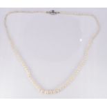 A single strand of pearls, the silver clasp set with a sapphire
