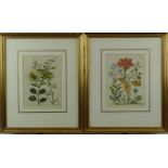 Two 18thC hand coloured engravings of flowers after drawings by Maria and Johanna Merian from '