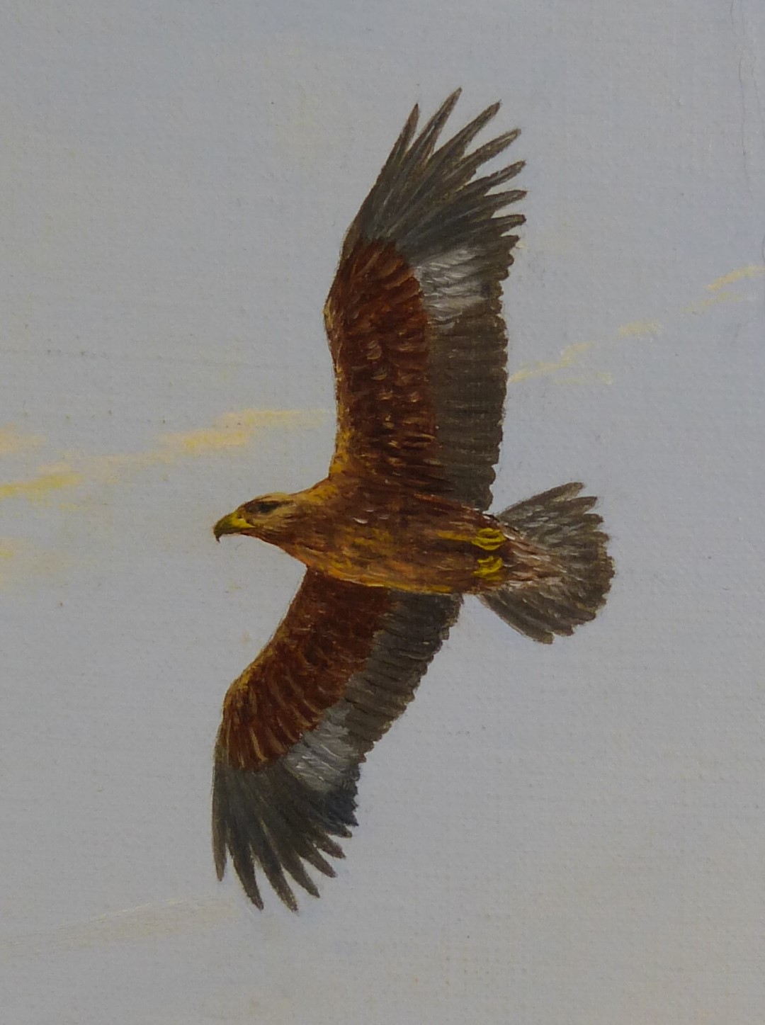 Geoffrey Campbell-Black (b1925) oil on canvas of Golden Eagle soaring in a cloudy sky, signed - Image 3 of 5