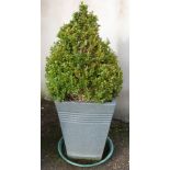 Two topiary box plants, H98cm