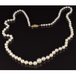 A single strand of cultured pearls with 9ct gold clasp, 50cm long