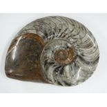 Large polished ammonite fossil, maximum diameter 28cm