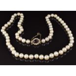 A single strand necklace of cultured pearls, the 9ct gold clasp set with a garnet and split pearls