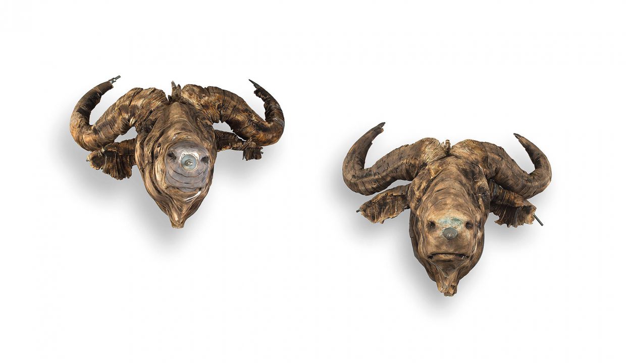 Wim Botha; Buffalo Heads; two