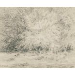 Carl Ossmann; Baum Skizze (Tree Sketch)