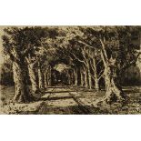 Tinus de Jongh; The Avenue, Constantia, Cape