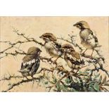 Heinrich von Michaelis; Sparrows
