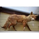 Taxidermy: a fox.