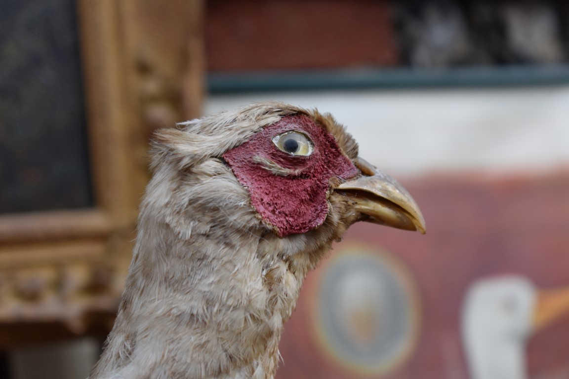 Taxidermy: a Pheasant, on wood plinth. - Image 2 of 3