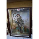 Taxidermy: a green woodpecker, in a glazed case, 39.5 x 30cm.