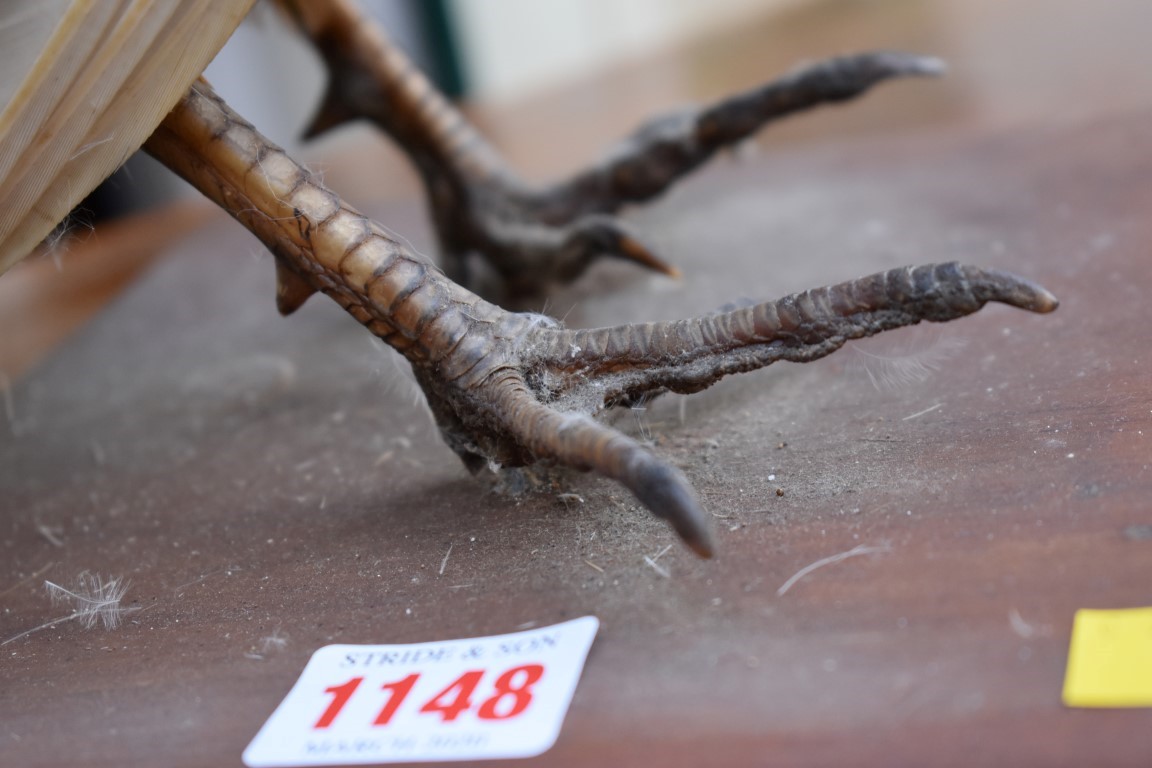 Taxidermy: a Pheasant, on wood plinth. - Image 3 of 3