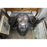 Taxidermy: a Buffalo head.