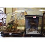 Taxidermy: a Finch and a dead Finch, in a glazed case, 23.5 x 20.5cm; together with another