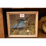Taxidermy: a Kingfisher, in a glass fronted case, 22.5cm wide.