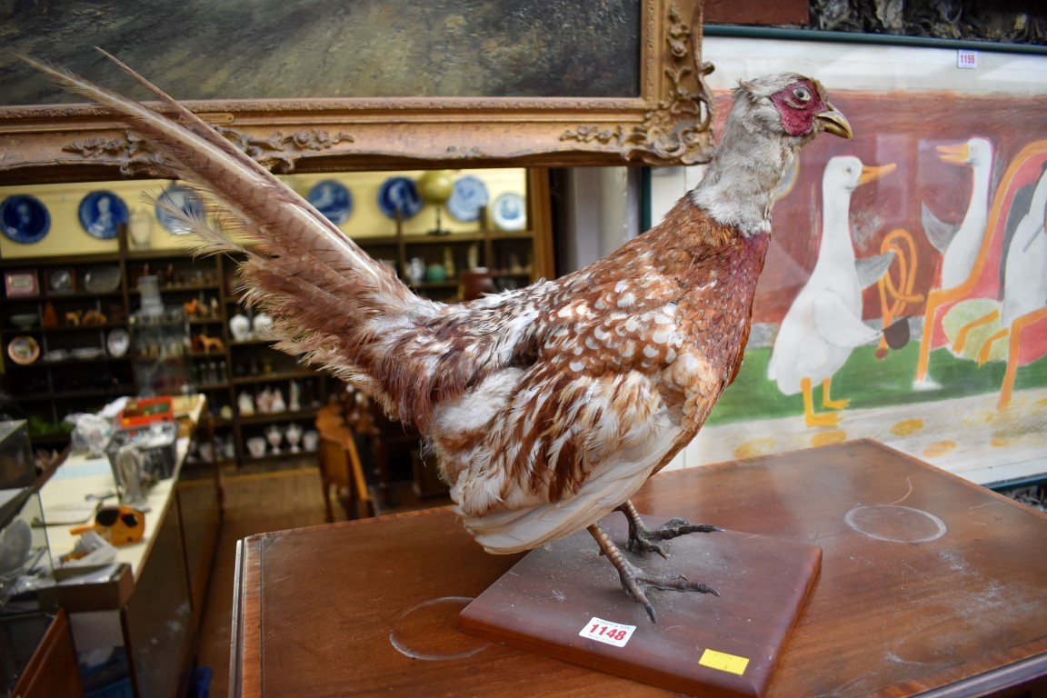 Taxidermy: a Pheasant, on wood plinth.